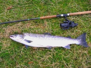  Vale la pena pescar el salmón 